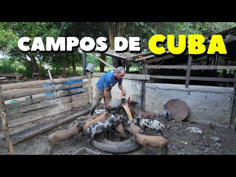Así es la vida de un campesino en Cuba 🇨🇺 la realidad del campo 🌾
