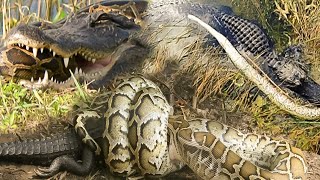 Alligator vs Python attack in the wild | fight between alligator and python | wild animal's attack