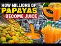 How Millions of Papayas Become Juice