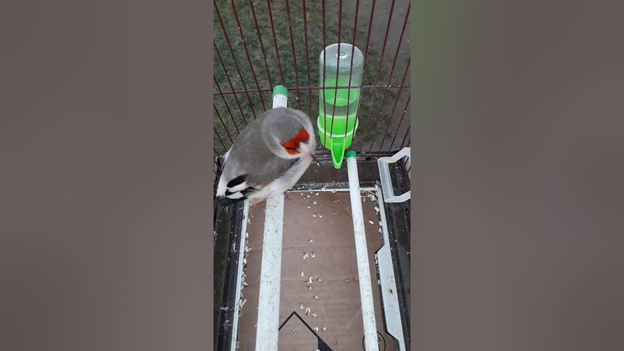 манок щегол. манок щегол. пение самки щегла. манок щегол. манок щегол.