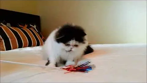 Video 3103701: exotic longhair kitten