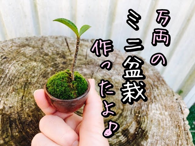 初心者の盆栽 万両のミニ盆栽を作りました Bonsai