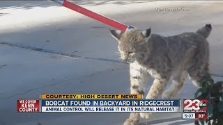 Bobcat found in Ridgecrest backyard