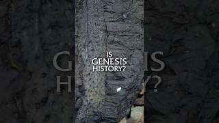 GIANT Fossil Plants Discovered from Before Noah's Flood!