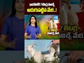 SHOCKING : This Goat Gives 7 Litres of Milk Daily #ytshorts #shortvideo #shorts