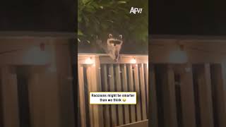 Raccoons might be smarter than we think 😂