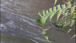 Vlog air sungai bersih dan mengalir