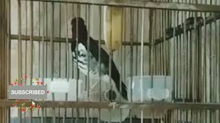 Anis Kembang, Burung Populer Karna Kicauannya Yang Merdu Dan Keras