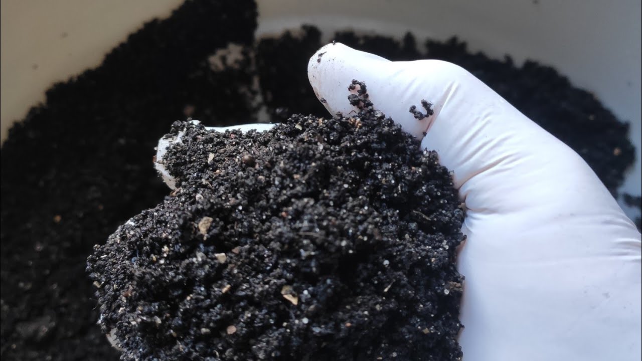 Dżdżownice kalifornijskie -...od tego się zaczęło...? Hodowla dżdżownic... na YouTube.