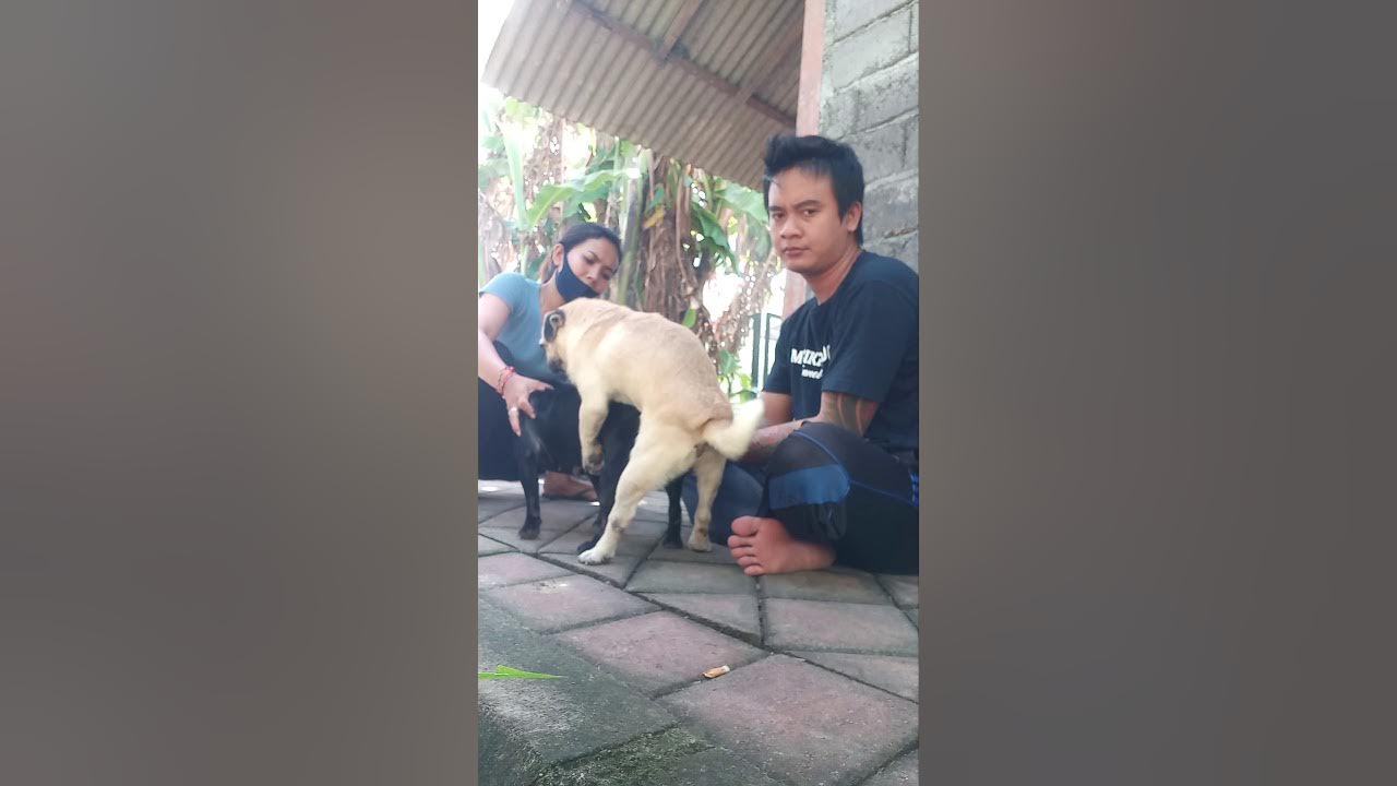 Kawin alami trah pug || Pawang kawin dogys bali - YouTube