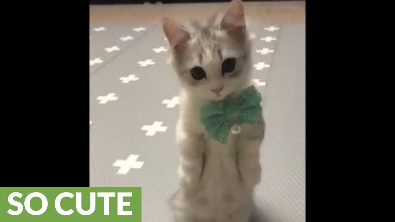 kitten with bow tie