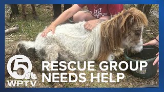 Fighting for Freddy: Horse rescue group needs help giving life-saving treatment to neglected horse