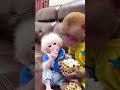 Smart monkey feeds custard apple to baby monkey #monkeyshort #babymonkey
