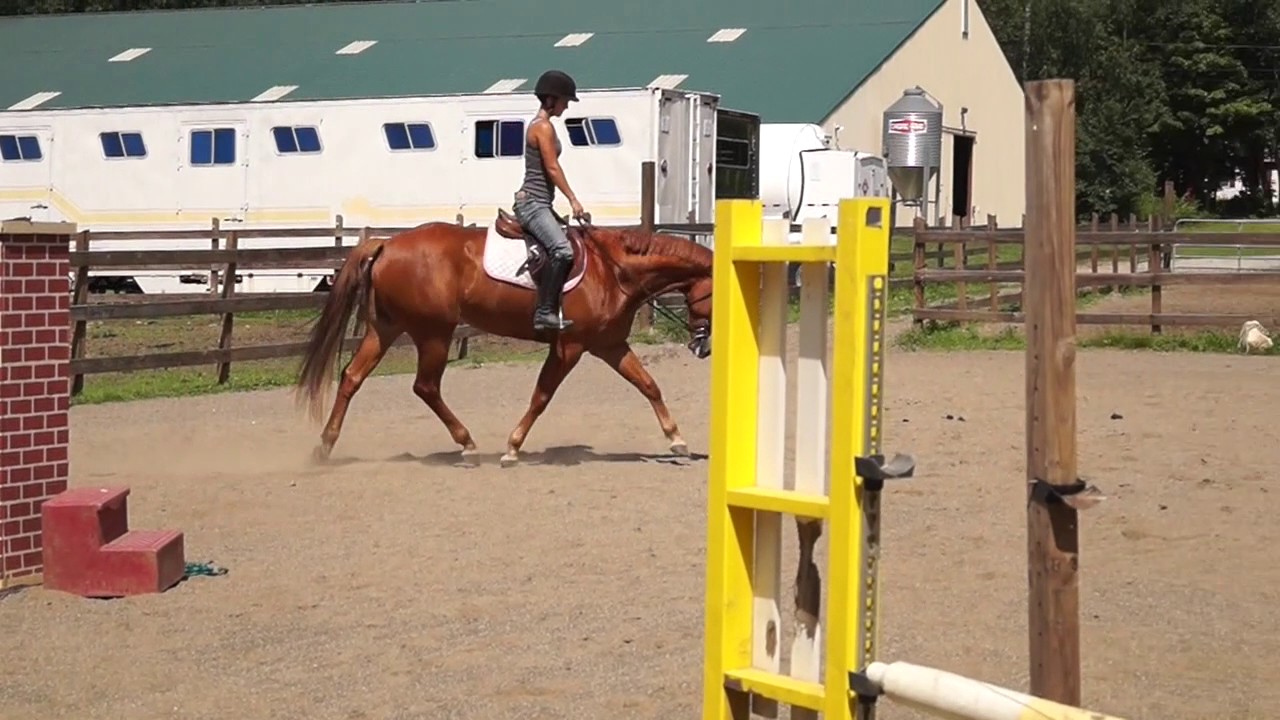 Apple Creek Farm Pass Me The Luck Horse For Sale Youtube