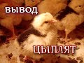 Долгожданный день птицевода.   Вывод цыплят.