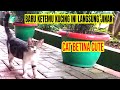 Terbaru Dua Ekor Kucing Imut" di Sekolahan 05 Pela Mampang Langsung Jinak  @SiOrenOfficial86