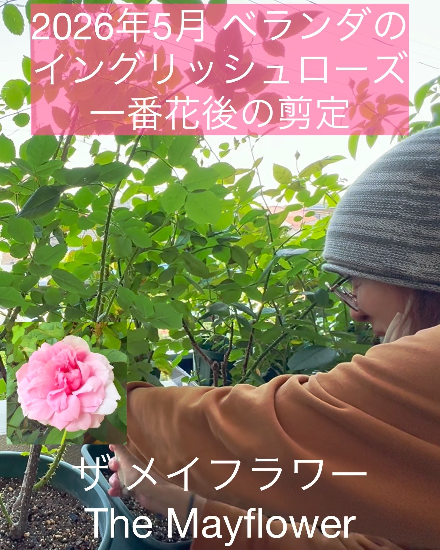 May 2026: Post-First Bloom Pruning of Balcony English Roses - 