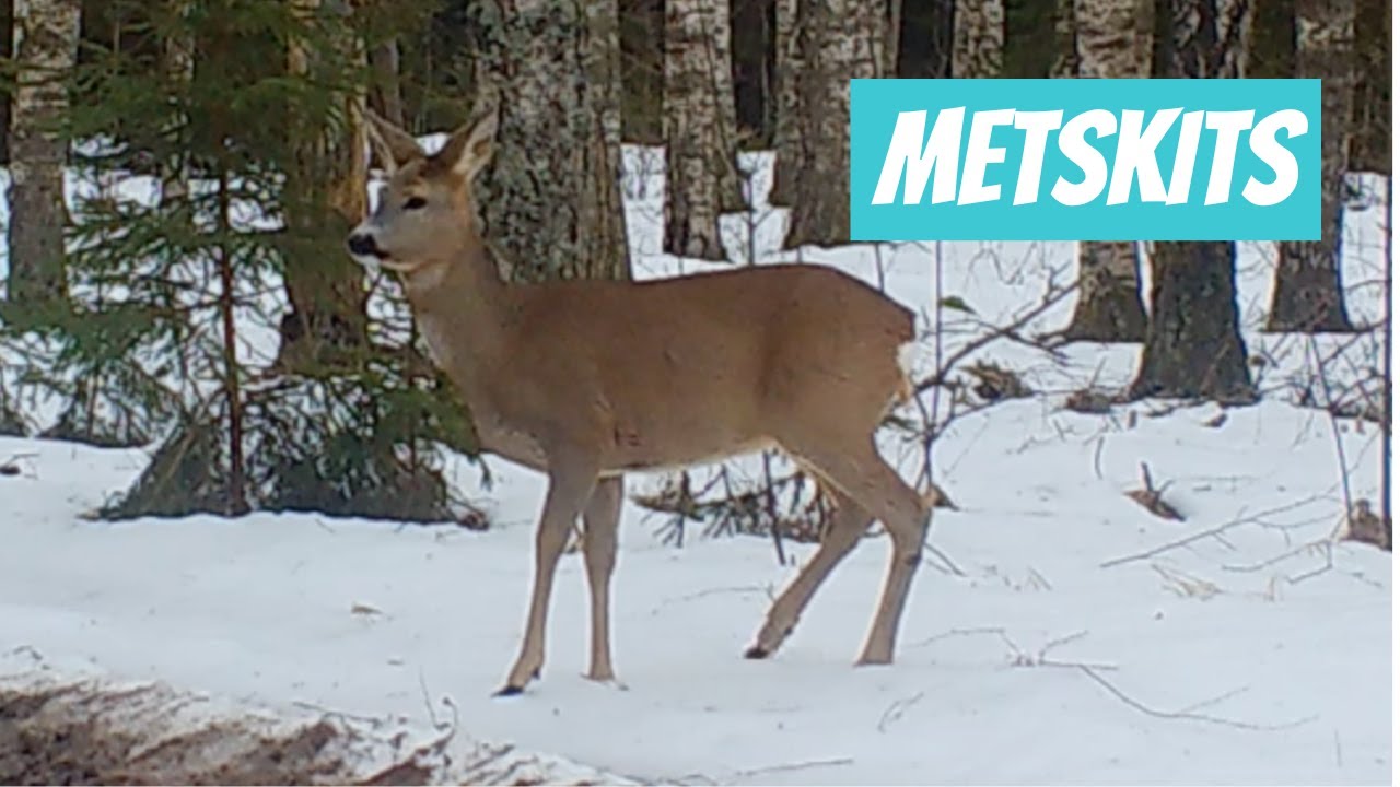 Metskits, Capreolus capreolus, Roe deer - Eesti imetajad