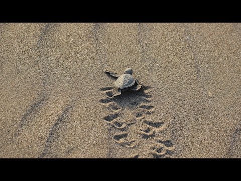 Yavru deniz kaplumbağalarının denize kavuşma mücadelesi görüntülendi