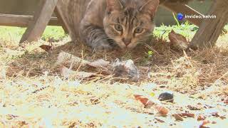Milo the Brave Little Mouse