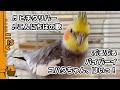 【ママとおしゃべり&歌】褒められてテレるオカメインコこはくさん