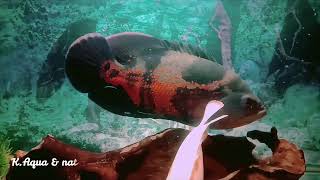 Oscar Fish Vs African Cichlid Malawi Fish In 15 Gallons Tank