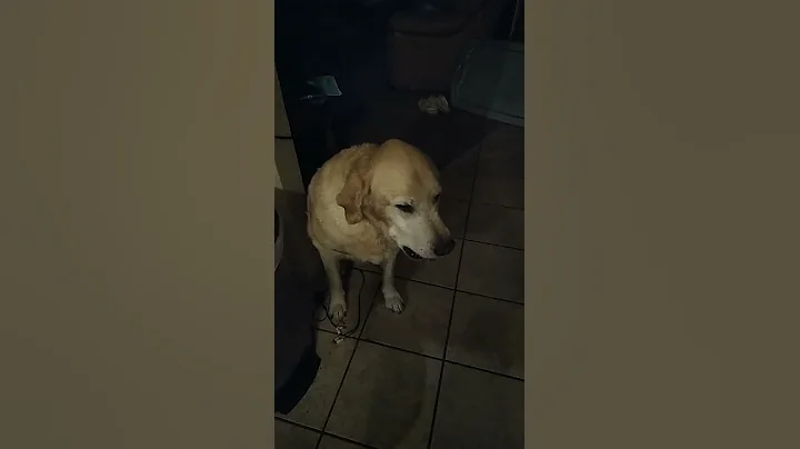 lol dog playing squid game