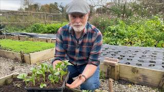 How To Plant Out Broad Bean Seedlings