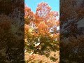 街中の木々の紅葉  #林部智史