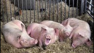 Як годувати свиней вигідно, ефективно і швидко