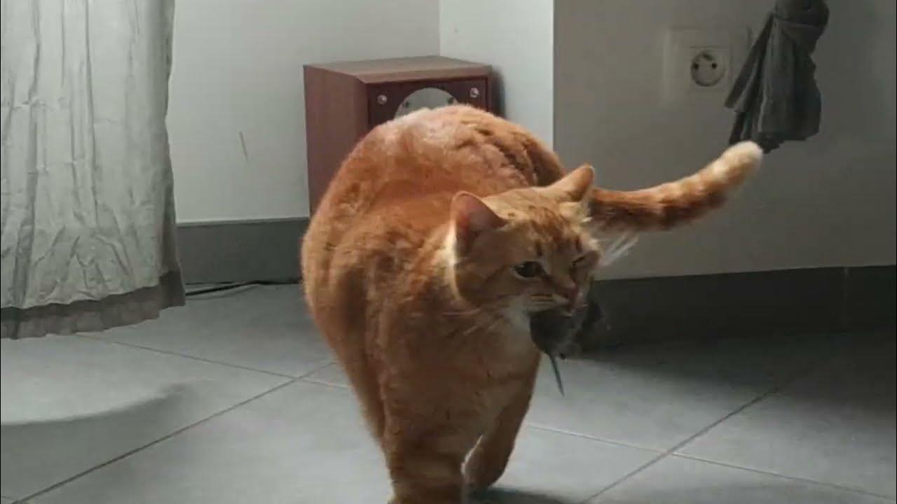 Chat qui attrape une souris YouTube