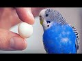 Budgie Egg & New Blue Budgie 🥚