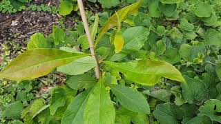 Franklinia alatamaha franklinie americká