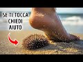Fatti Bizzarri Sugli Animali Marini Che Si Nascondono Sott'Acqua