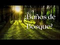 Beneficios de los Baños de Bosque para la salud, la mente y el alma.