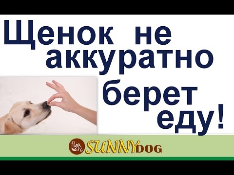 Щенок кусант за руки. щенок не аккуратно берет еду