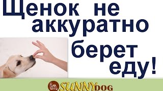 Щенок кусант за руки . щенок не аккуратно берет еду Щенок кусант за руки . щенок не аккуратно берет еду