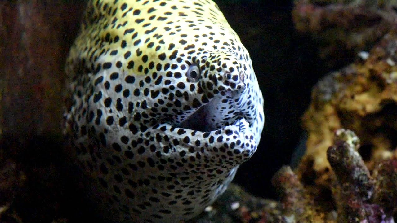 The amazing Leopard Moray !