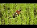 彩鷸叫聲及稻田中炫目求偶舞  Painted Snipe&#39;s  Nature  sounds   and  Courtship