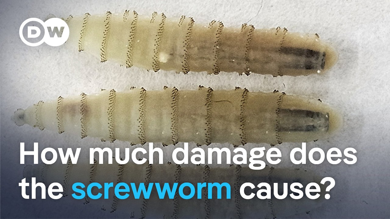 US screwworm threat: What the beef industry is up against | DW News
