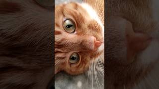 Rudy Kot Patrzy uwaga 🙀#kot #kotek #zwierzęta #kotel #rudy #cat #animal