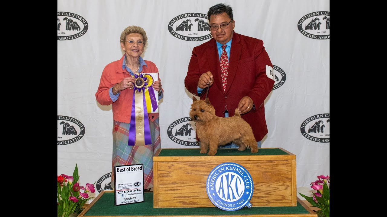Grooming a Norwich Terrier for Dog Show Part 1 YouTube