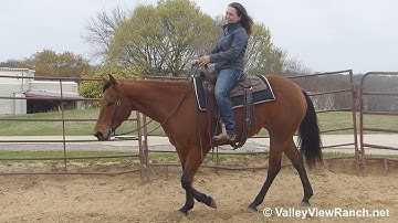 Jill Got Lit - jog, lope, stops! - ValleyViewRanch.net