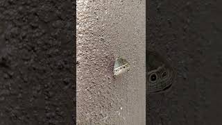 #minibutterfly #owlbutterfly # #shortvideo #shortviral