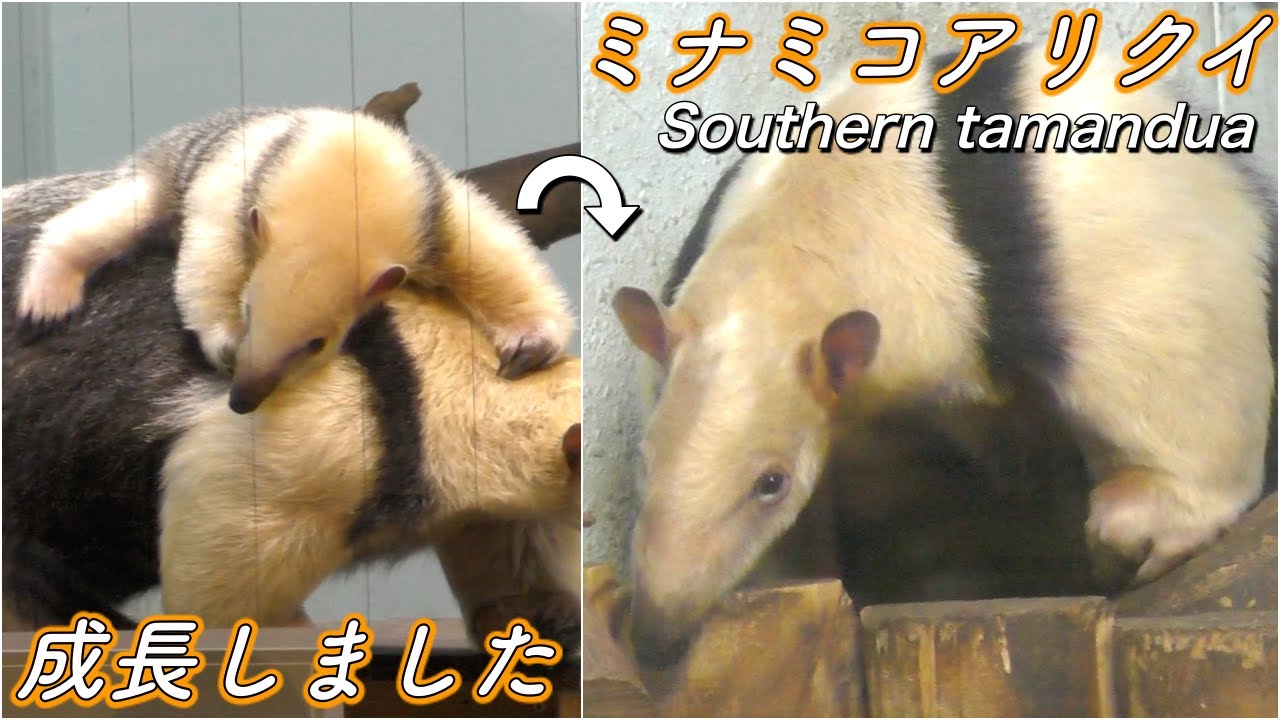 可愛い動物 アリクイの赤ちゃんが可愛い ミナミコアリクイの生態 Southern Tamandua Youtube