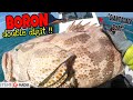 Tuas south waters  personal best giant grouperrr  boat fishing singapore