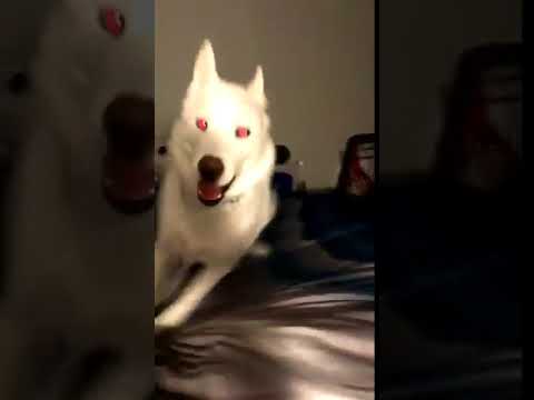 かっこいい登場の犬 Youtube かっこいい登場の犬 Youtube