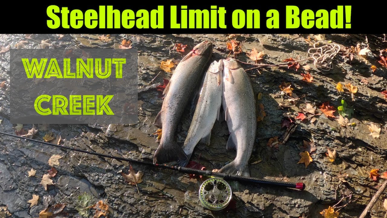 Steelhead Limit On A Bead! Walnut Creek Steelhead Fishing - Erie, PA 