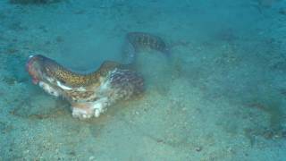 Moray vs Octopus - Murena contro Polpo