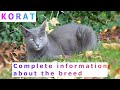 Korat. Pros and Cons, Price, How to choose, Facts, Care, History の動画、YouTube動画。